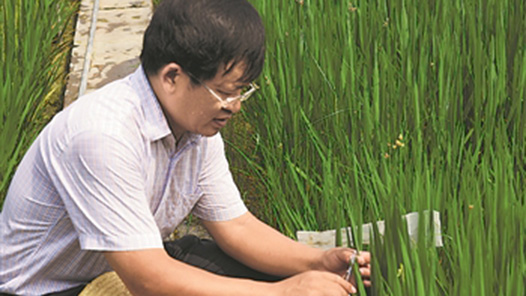 【2021最美職工】王書玉：稻田守望者只為一粒“種”