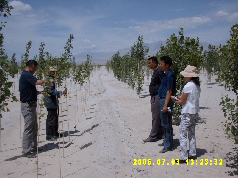 指導綠洲邊緣基干防護林帶營造。受訪者供圖