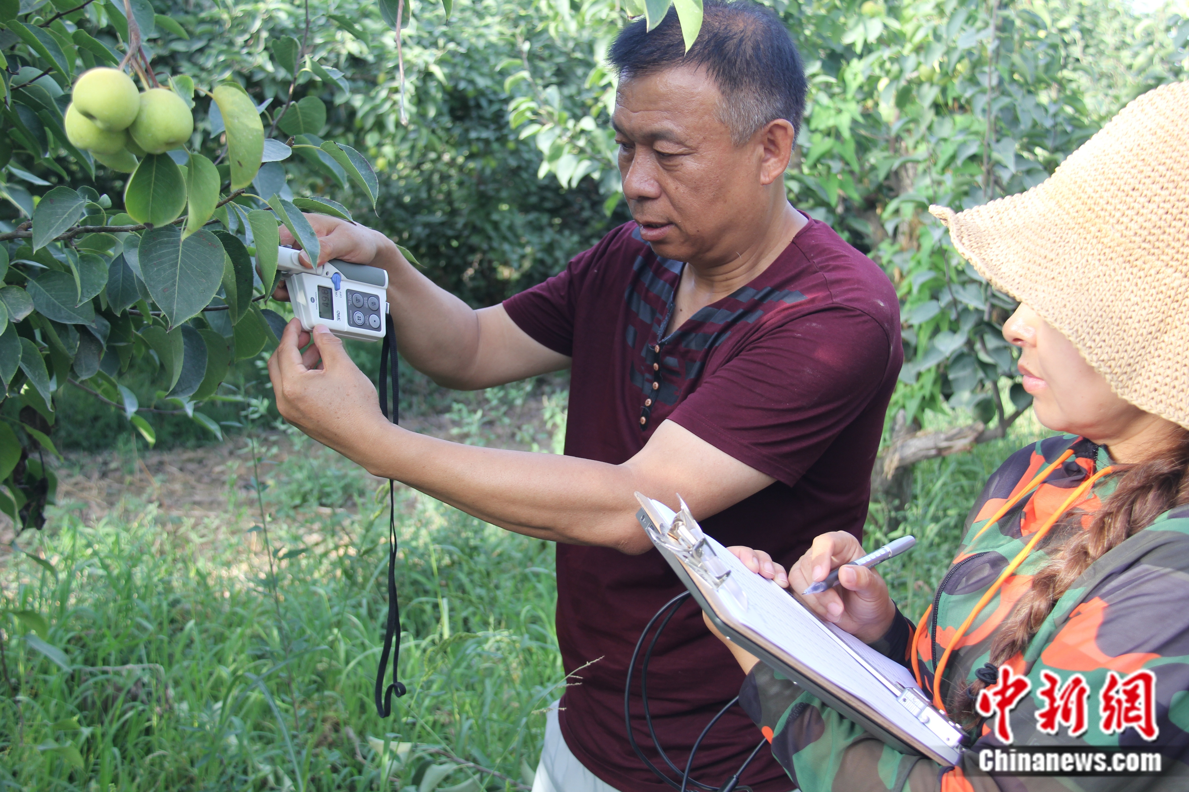 劉康研究香梨光合作用狀況。受訪者供圖