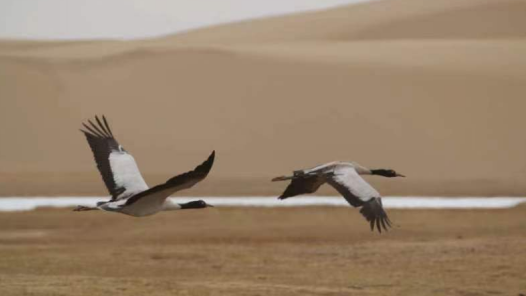 中國夢·大國工匠篇｜守護高原生態夢！藏語文教師到首批國家公園建設者的華麗轉身
