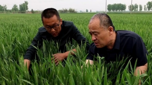 勞動者之歌丨在農田里辦公 這個“土”專家，中！