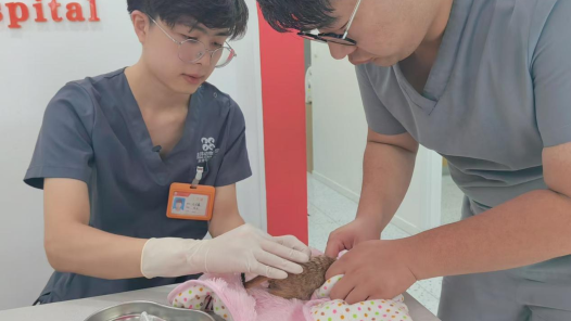 千職百態(tài)｜狐獴、蜜袋鼯、浣熊……異寵醫(yī)生和特別的“患者”