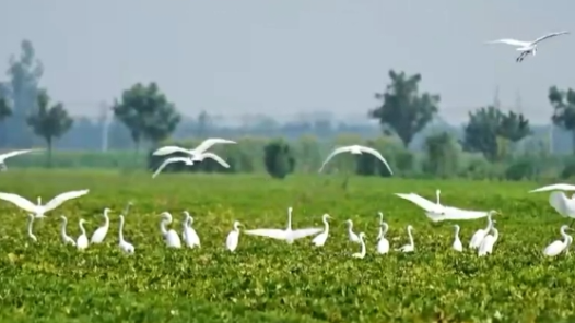 何以中國 行走河南｜白鷺匯聚古運河 翩翩起舞美如畫