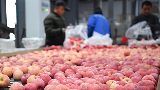 奮進強國路 闊步新征程·老區行｜延安的蘋果又紅了