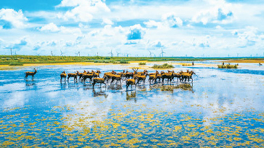 奮進強國路 闊步新征程｜逐“綠”前行，繪就美麗中國