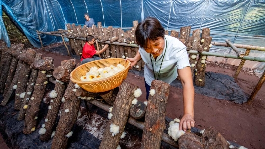 奮進強國路 闊步新征程·老區行丨挑起“金扁擔” 大巴山“美食”走向海內外