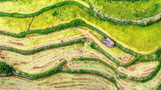 奮進強國路 闊步新征程｜鄉村全面振興邁出堅實步伐