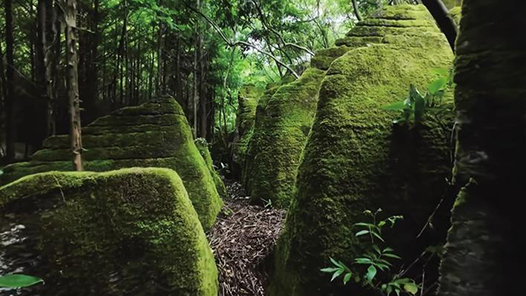 奮進強國路 闊步新征程·老區行｜桑植：路通物豐百業興