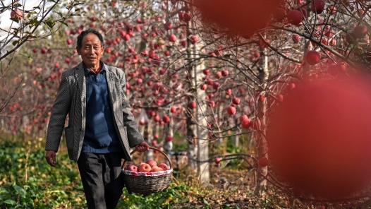 奮進強國路 闊步新征程｜普惠金融助力農業現代化