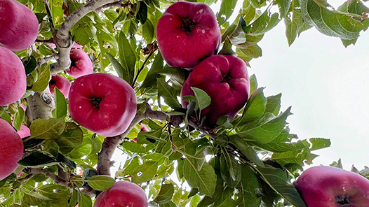 奮進強國路 闊步新征程·老區行 | 延安的“蘋果傳奇”