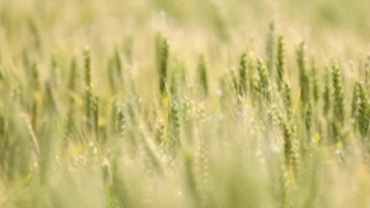 學(xué)習(xí)貫徹黨的二十屆四中全會(huì)精神｜提升農(nóng)業(yè)綜合生產(chǎn)能力和質(zhì)量效益