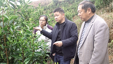 鍥而不舍落實中央八項規定精神·一線見聞｜帶著茶農期盼 奔著實處走訪