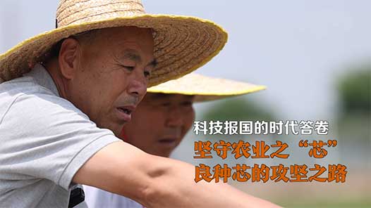 科技報國的時代答卷｜堅守農業之“芯”：良種芯的攻堅之路