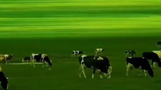 2025年工會夏令營｜大課堂里的小知識，奶牛有公的嗎？