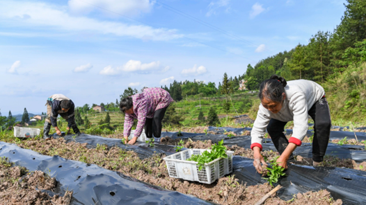 山西省總工會開展“中國農民豐收節”慰問活動