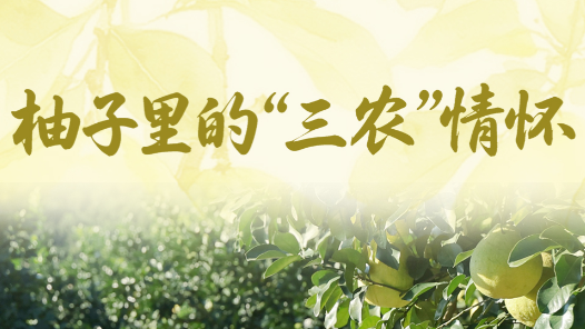 一見·柚子里的“三農(nóng)”情懷