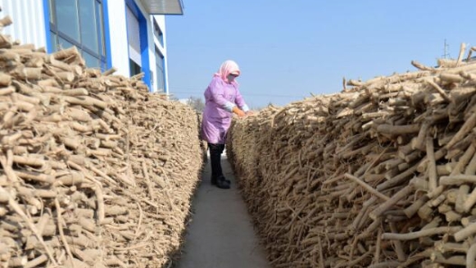 四中全會(huì)精神在基層丨良種良法產(chǎn)量高 家家堆起“小山包”