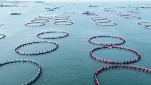 廣西有效恢復海洋生態功能