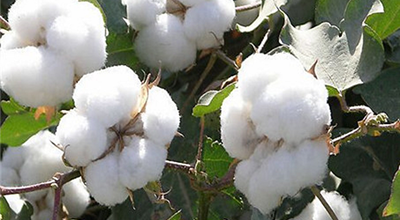 邁向“十五五”的發(fā)展圖景｜白花花鹽堿地產(chǎn)出白茸茸棉