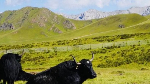 “十四五”時期我國草原生態得到整體改善