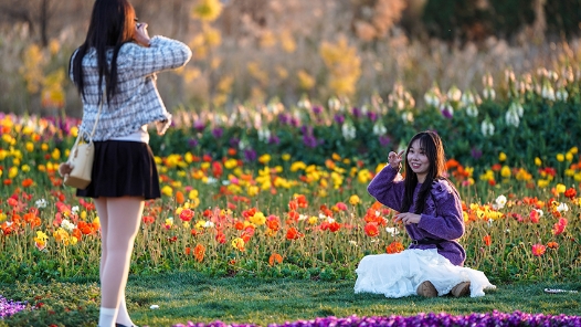 新春走基層｜“春城”賞花正當時 多彩“顏值”變產值