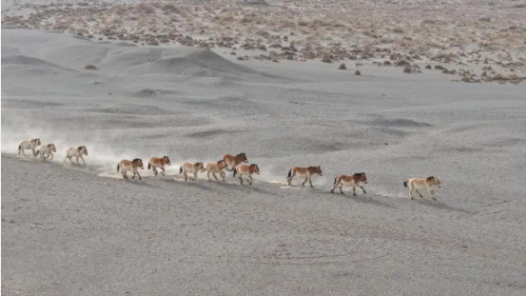 一封給野馬的“新春家書”