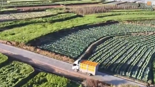 焦點訪談｜荒山長出果實 鮮蔬通達九州 他們用汗水書寫“南菜北運”的奮斗之路