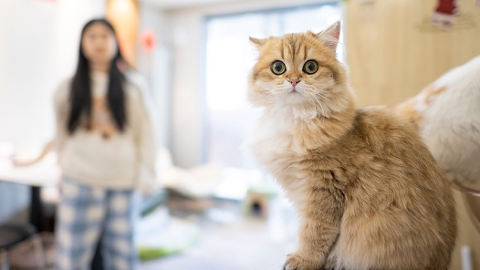 焦點｜新春將至，“毛孩子”們怎么過節？