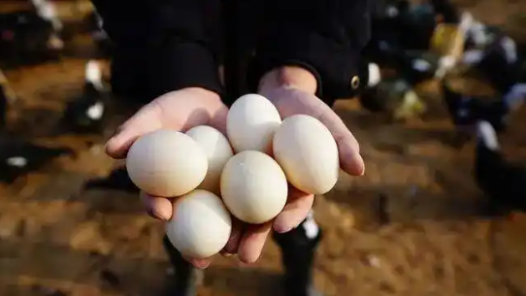 湖北禽蛋產業鏈綜合產值首破千億大關