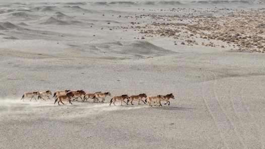 新春走基層｜在大漠戈壁，追蹤普氏野馬