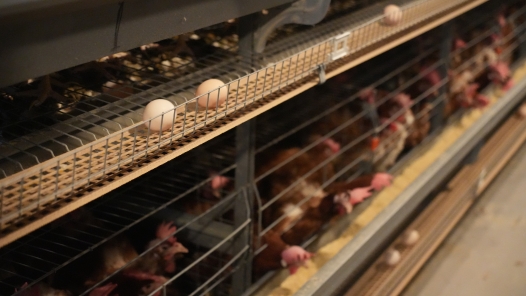 新春走基層｜探訪重慶“數字雞舍”：12萬只雞如何在線“生產”春節鮮蛋？