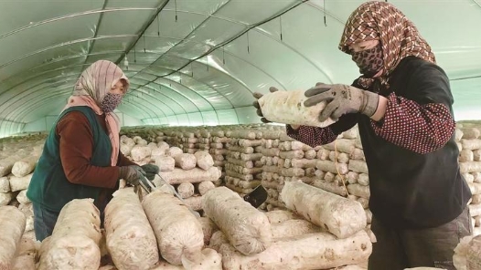 新春走基層·走進西海固｜新民村：山海情續寫新篇章